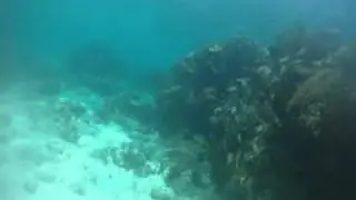 Mini Wall Dive, Puerto Morelos Mexico