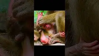 Giving birth monkey Luna !Help! #short#monkeys