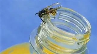 What If You Accidentally Swallow a Bug?
