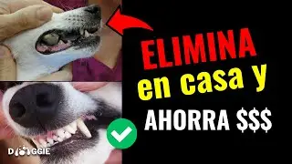 Elimina el Sarro de tu Perro en Casa SIN Veterinario (Métodos Fáciles y Baratos)