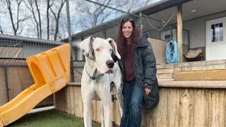 Black Hawk County rescue dog could be world&rsquo;s tallest living dog