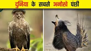 दुनिया के सबसे अनोखे पंछी Most Unique Birds in the World #hindifacts  #birds  #unique