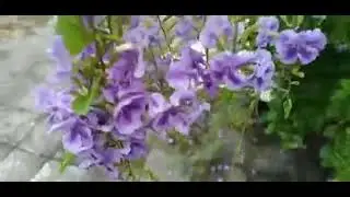 Pingo-de-Ouro/(Duranta erecta) L. [Leitura na Descri&ccedil;&atilde;o]#plantas