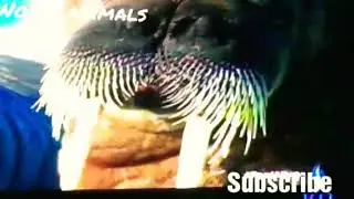 Monster animal in the world l cold areas