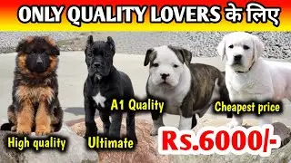 ये होती है Порода 100% оригинальная 🔥 Кане корсо | Американский булли | Лабрадор | Длинношерстная...