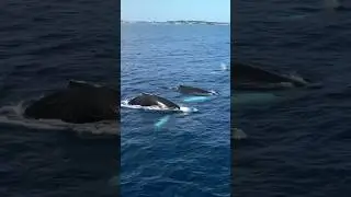 Whale Watching in Bermuda: A Bucket List Experience | Go To Bermuda