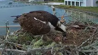 Osprey Chick - day 2 - feeding