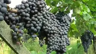 I vigneti di Almenno San Bartolomeo  (Bg).............Fly Dron.......