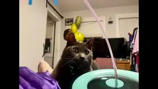 Cute cat being amused by toy #petcontent #catsofyoutube #funnycatvideos #catsfunnyvideo #sillypets