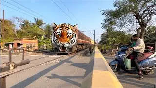Amazing Indian Tiger ￼Train Junglee Pur Mainu passenger express At rail gate seen 