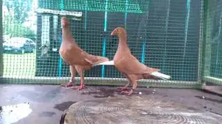 WhiteTail Danish Tumbler Pigeon, Duński Lotny Białoogon,دنس او دنش