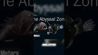 Discover the Hidden Wonders of the Deep Sea  Exploring the Abyssal Zone