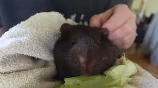 Animal Adoptions Mr. Plain 'ol Guinea Pig and Sick Budgie