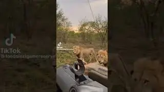 Wild lion beast 🦁 in jungle safari 2023| Unseen wild world
