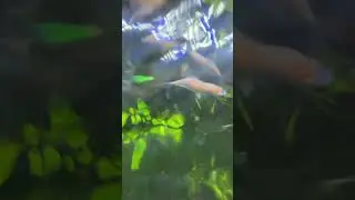 Water moment 🎊🌹 #phonk #music #anime #animeedit #song #aquarium #aquaticpets #cat #funnyanimals