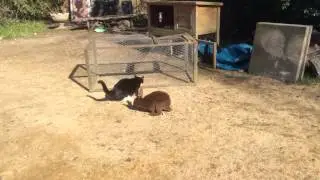 Cat swipes the rabbit!
