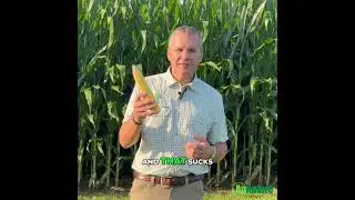 Potassium Strategies for Heavier Corn and Soybeans: Meeting Late-Season Demand