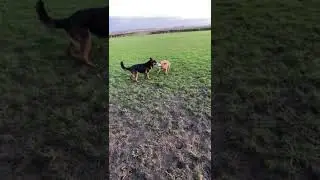 Angry Australian cattle dog v German Shepherd Fight over ball .  Red heeler v German Shepherd