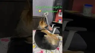 Guarding #dog #germanshepherd #dogshorts #viral #youtubeshorts #feedshorts #foryou #funny #gsds