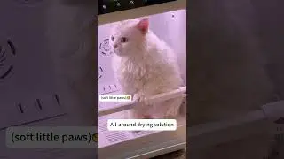 How to make big, white, and fluffy 'cat toast' (food for the eyes only). #jirpet #jirpetf1  #cat