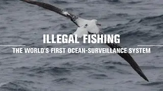 Enlisting albatrosses to fight illegal fishing