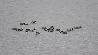 Waterfowl at Cagles Mill Lake 2993