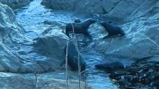 NZ Fur seal breeding colony