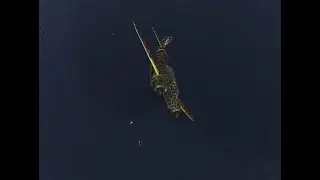 Il-2 '46 SEOW - 1943 Pacific event #2, IJAAF ops - 4 DEC 22