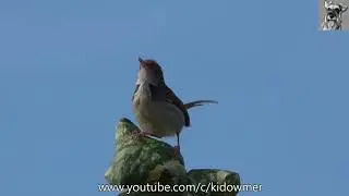 Bird Call: TAILORBIRD's attention-grabbing calling