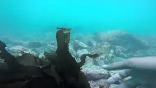 Buceando en Pichidangui 2015 Juan Recabal