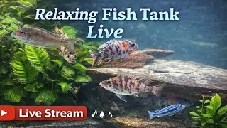 Relaxing Aquarium Stream | African Cichlid Tank #64