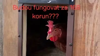 Automatick&aacute; dv&iacute;řka pro slepice z Temu za 168 KČ❗❗❗❗. Budou fungovat?