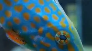 Orange Spotted Filefish - (close up shot)
