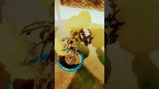 नया बाड़ू कनिया#bhojpuri #khesari viral #song #newsong #vinayraj Manoj daey design vinay raj