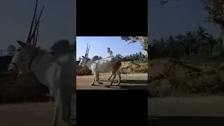 #Hallikarbull Hallikar bullocks walking style as a king