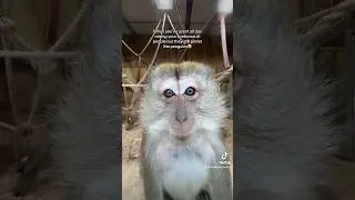 Notice us! 🤨 #sealifecentre #allthatworkandwhatdiditgetme #southendonsea #macaque