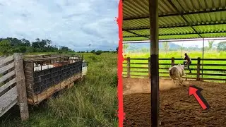 VENDEMOS ALGUMAS VACAS! Essa não quer ir para o frigorífico não,  partiu para cima 