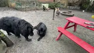 Scout,Ruby,Bell,Gnar,William,Kate,Kabu,Molly,Franklin,Chance,Max, in Woofer Park!