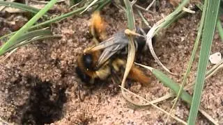 Dasypoda hirtipes Pantaloon Bee The Maer, Exmouth 2012