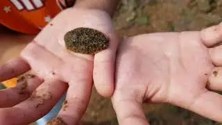 Onch Slugs  (Family Onchidiida)