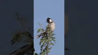 White-eared Bulbul Singing #shorts
