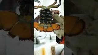 What happens to the notch after shedding?