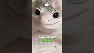 Le m&eacute;canisme de d&eacute;fense fascinant des l&eacute;zards !  🦎💥🔄