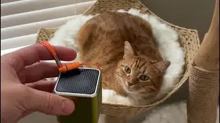 Does This Magic Cat Speaker Work?