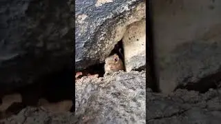 Feed the beautiful squirrel , funny moments .
