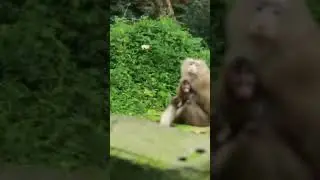 Amazing Mother Monkey ROSE Rescue Her baby Rainbow