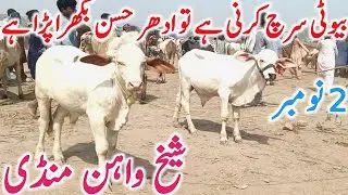 Sheikhwahan Cow Mandi 2025 | Premium Calves, Adult Cows & Top Livestock Breeds