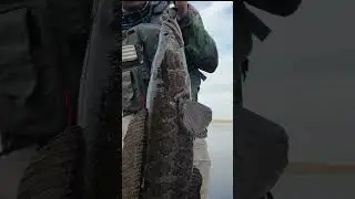 Giant fish eating frogs #fishing #fish #bassfishing ##bass #catchandrelease #viralvideo #frog #top