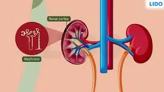 Structure and Function of Kidneys | Excretion in Animals and Plants | Class 7 Science ICSE
