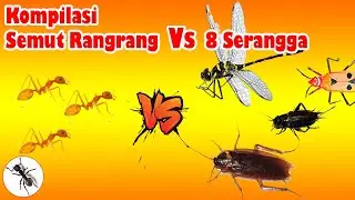 Kompilasi Pertarungan Semut Rangrang melawan 8 Serangga | Semut | Serangga TV Channel